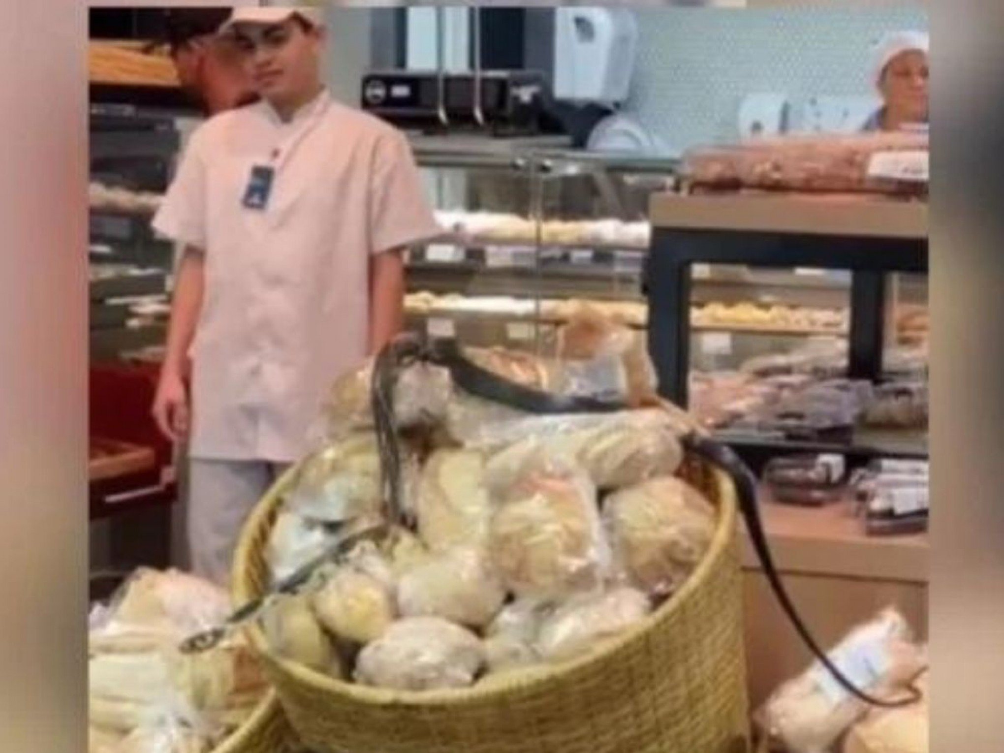 VÍDEO: Cobra é vista dentro de supermercado enquanto rasteja sobre gôndolas de pães e bolos