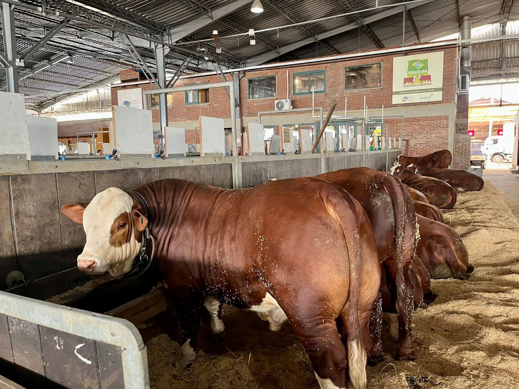 EXPOINTER: 6,6 mil animais são inscritos para a 48ª edição da feira