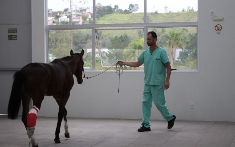 Saci foi resgatado e recebeu cuidados no hospital veterinário | Jornal NH