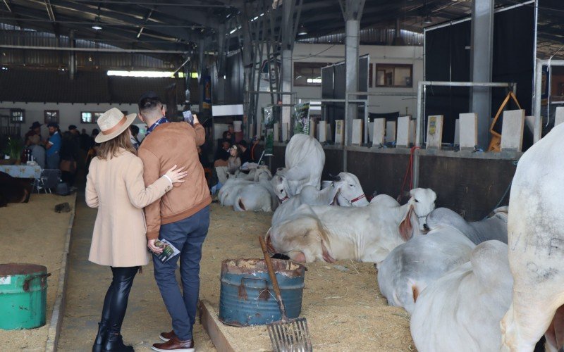EXPOINTER: Animais que valem milhares de reais e produtos de leite de búfala são alguns destaques da feira