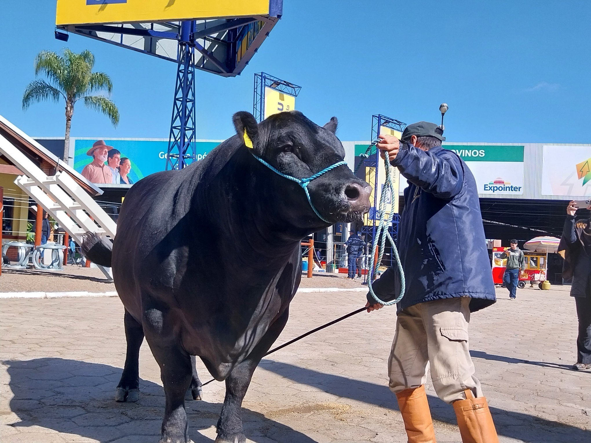 EXPOINTER: Don Germano e Íris entre os "gigantes" bovinos