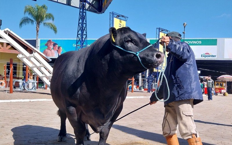 Don Germano, da raça Angus, é o animal mais caro | Jornal NH