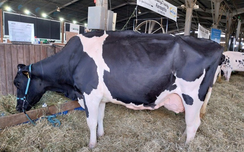 Vaca da raça holandesa é a maior em exposição | Jornal NH