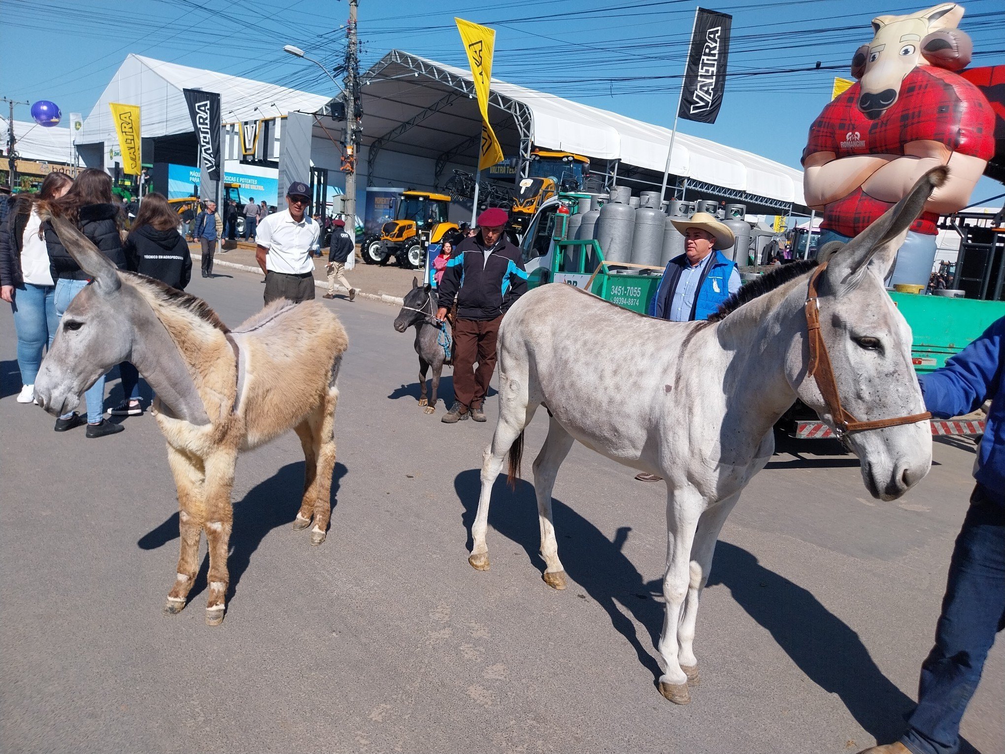 EXPOINTER: Jumentos voltam à feira após 34 anos e chamam atenção do público com orelhas de 20 centímetros