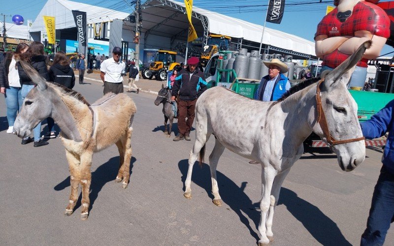 A jumenta Cabocla e mÃ£e Umbaua desfilando na Expointer 