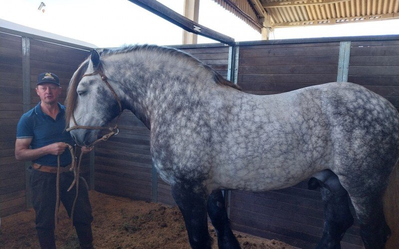 Baron pesa mais de uma tonelada e mede 1,7 metro. Ele é da raça francesa Percheron | abc+