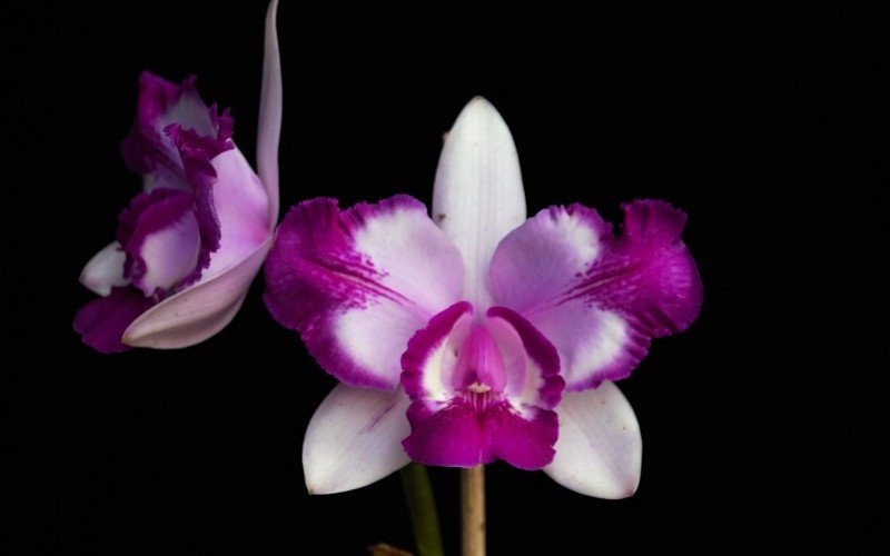 Gramado recebe 19ª exposição nacional de orquídeas Cattleya intermedia