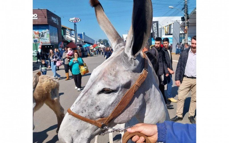 Tamanho das orelhas da Cabocha impressiona visitantes da Expointer | Jornal NH