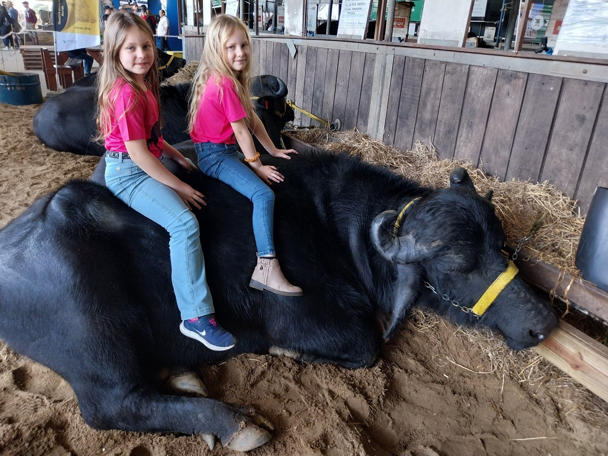 Expointer: Gigante e mansinho, búfalo de Viamão virou xodó das crianças