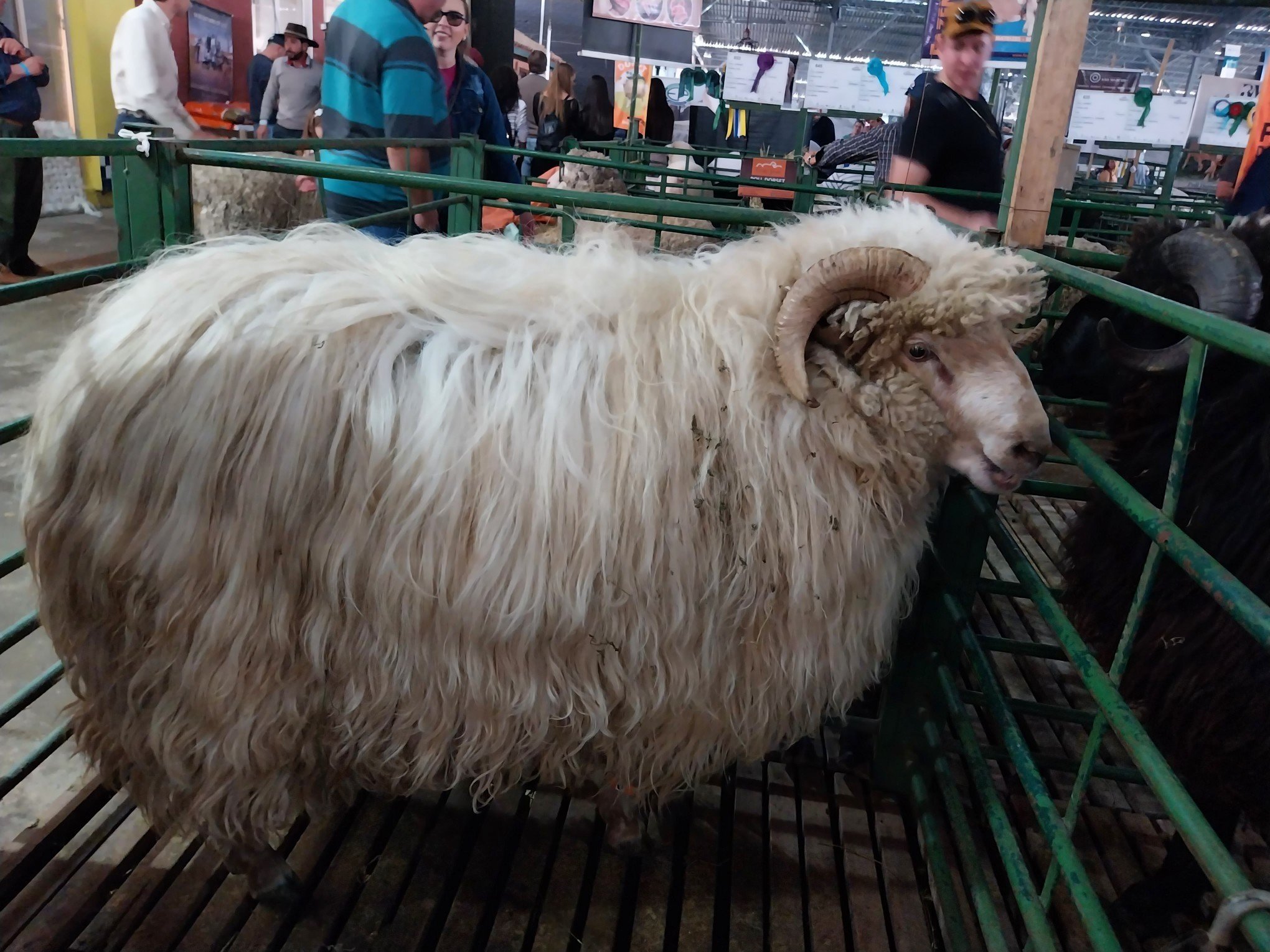 EXPOINTER: Ovelha crioula é tão versátil que dá para fazer até cabelo de boneca