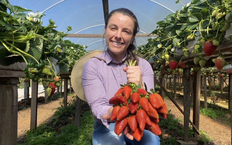 Colheita e safra de morango em Gramado, na propriedade da família Augsten