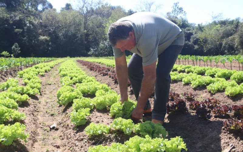 Lauri Sprenger colhendo verduras em uma das hortas que mantém na sua propriedade 