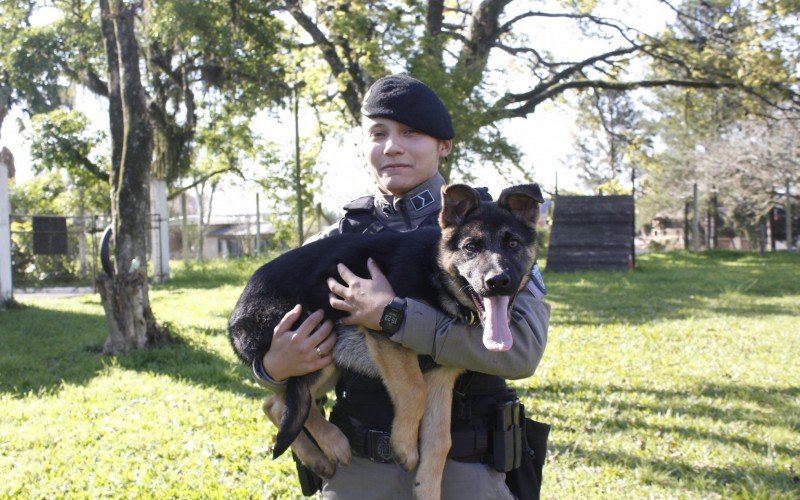 K-9 Adam é treinado pela PM Francine do Couto Lima na sede da Brigada Militar (BM) em Canoas | Jornal NH