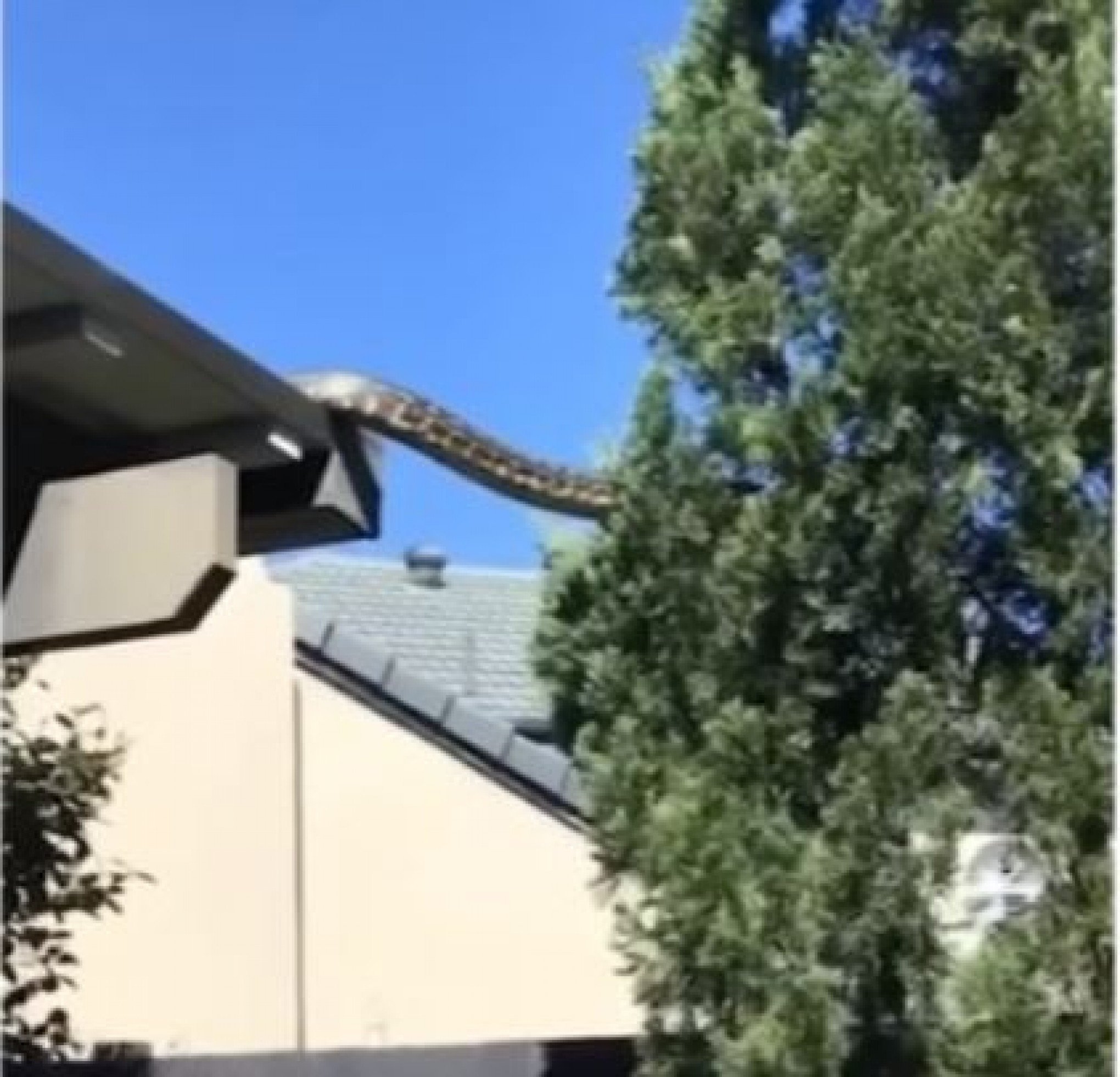 Fato ou Fake? Vídeo mostra cobra gigante saindo de telhado e escalando árvore na Austrália; veja