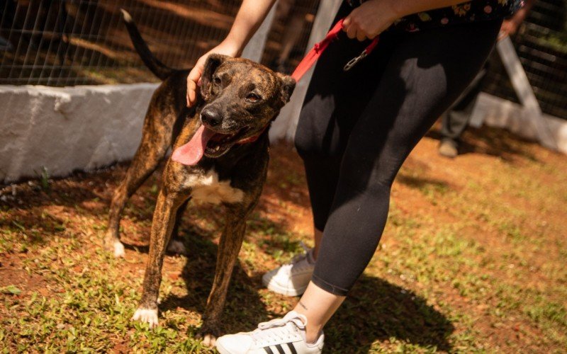 Cães e gatos, machos e fêmeas, poderão ser beneficiados com a iniciativa 