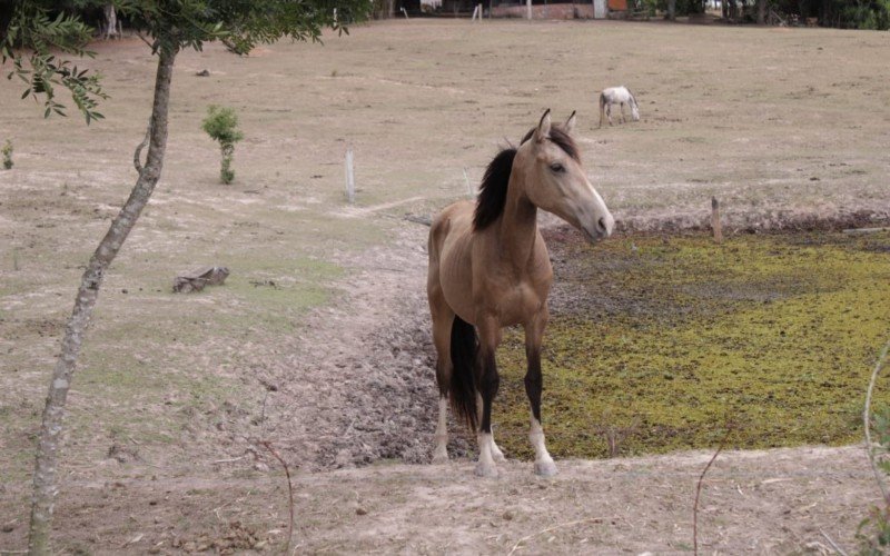  Atualmente a propriedade abriga 39 cavalos resgatados no Município