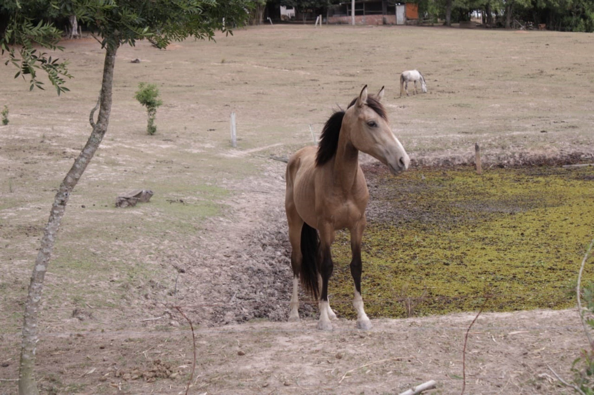 Proteção Animal prepara lançamento de site para adoção de cavalos resgatados
