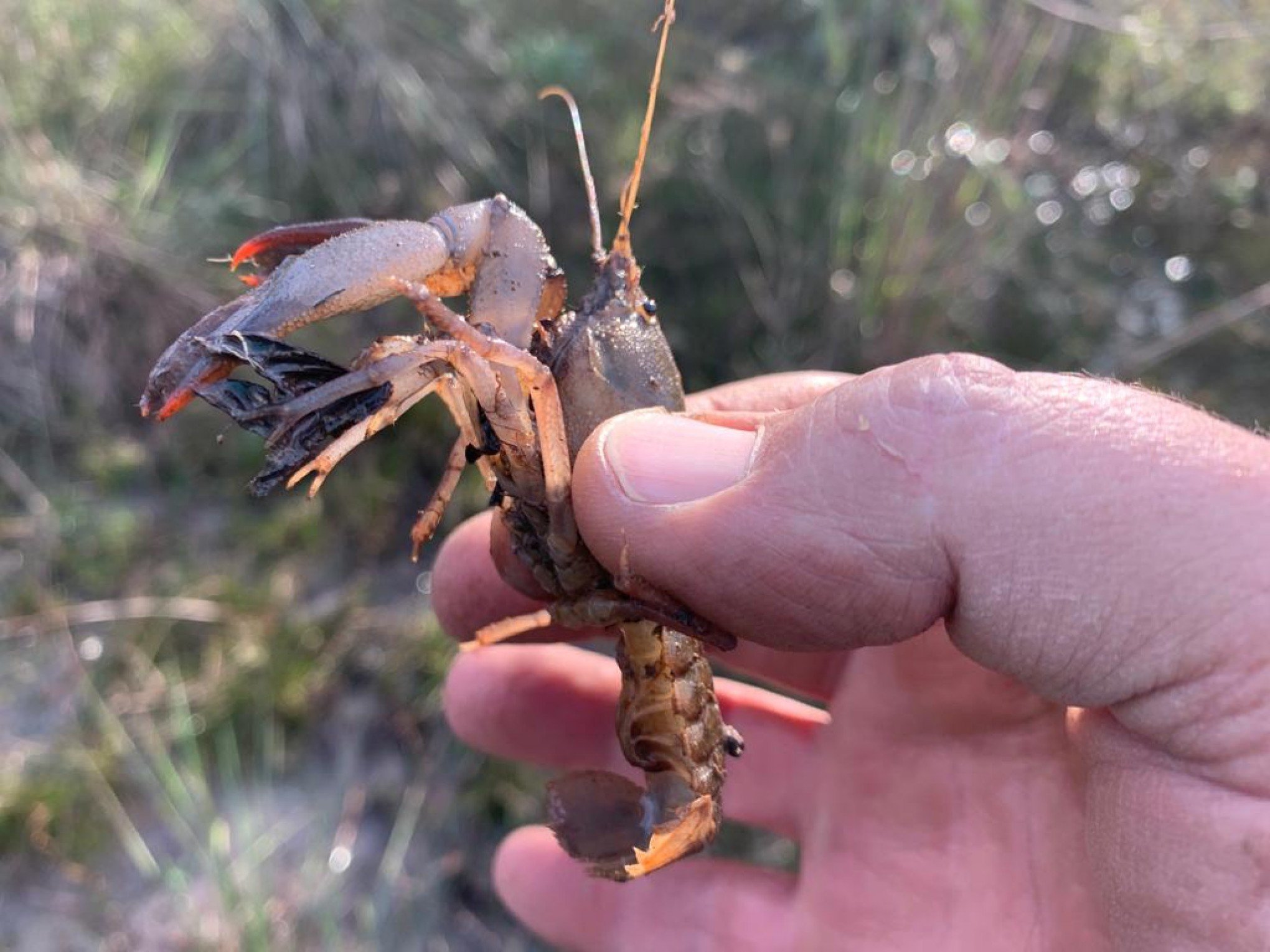 Nova espécie de lagostim é transferida de local em Canoas