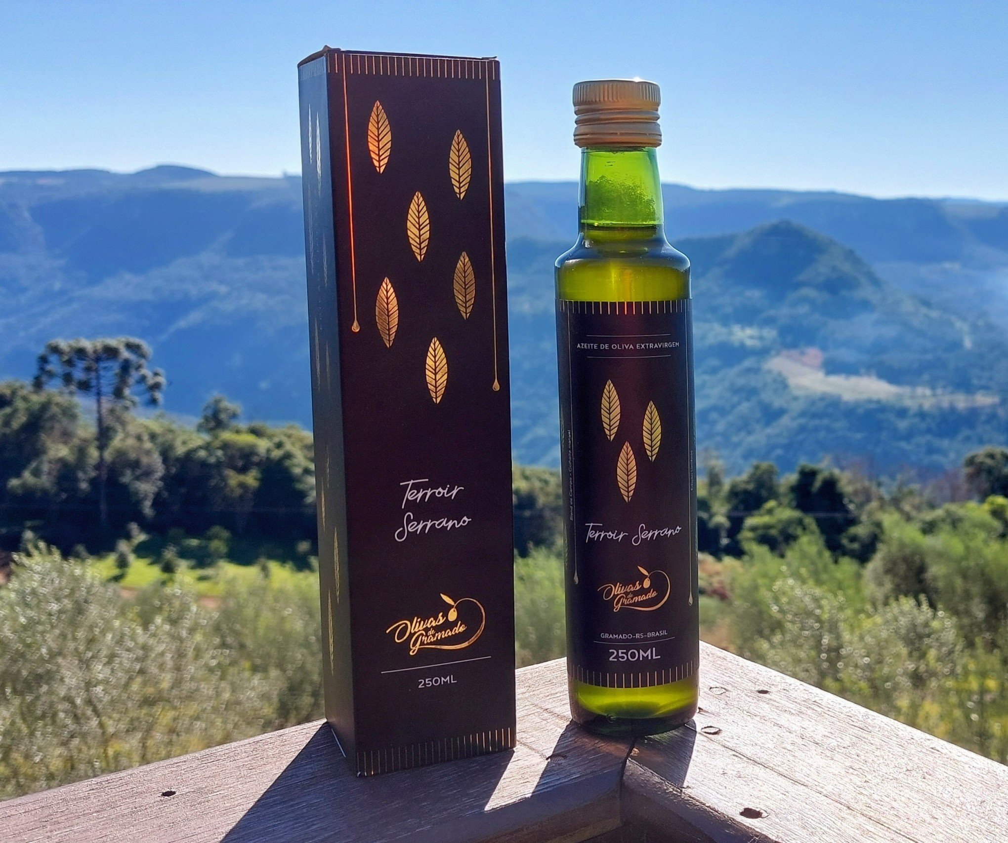 Azeite de oliva de Gramado recebe medalha de prata e está entre os melhores do mundo