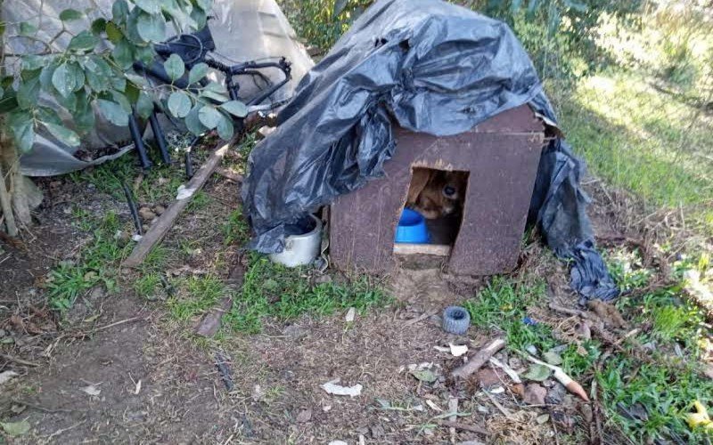 Casal é detido por maus-tratos a animais em Canela