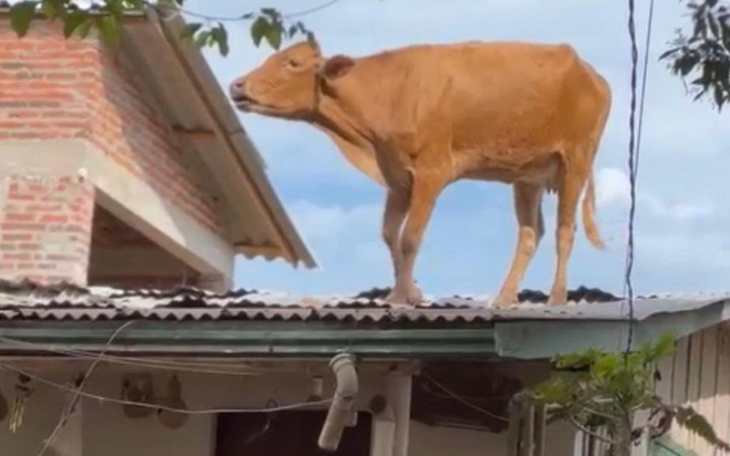 Vaca foi parar em cima do telhado em Estrela | Jornal NH