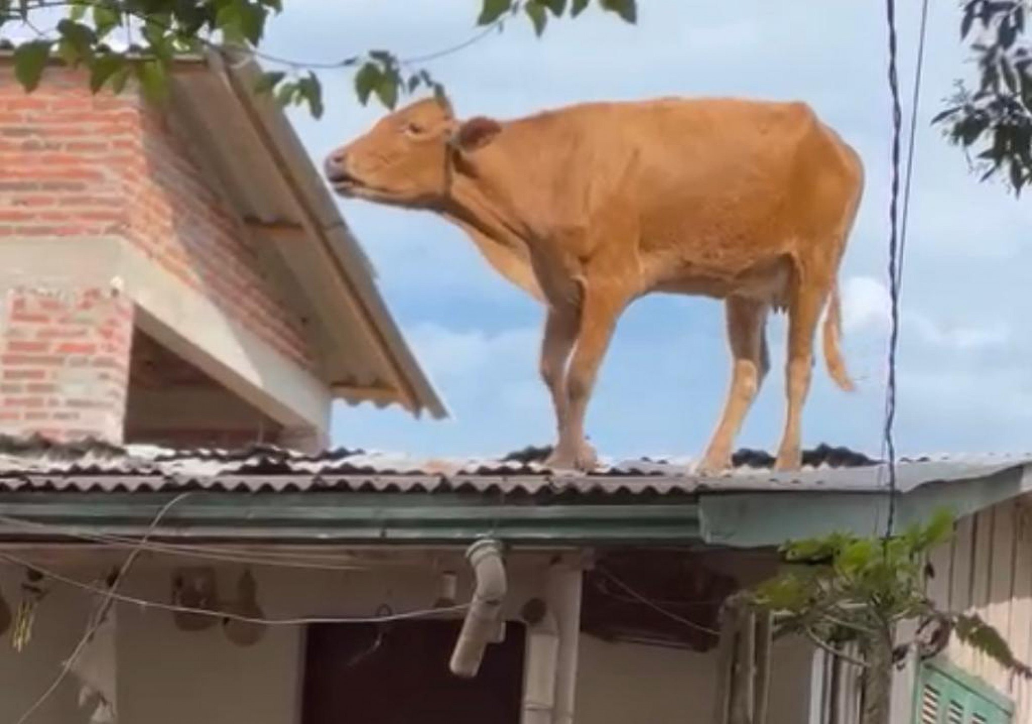 CATÁSTROFE NO RS: Vaca vai parar em cima do telhado de uma casa no Vale do Taquari; saiba como ela foi retirada de lá