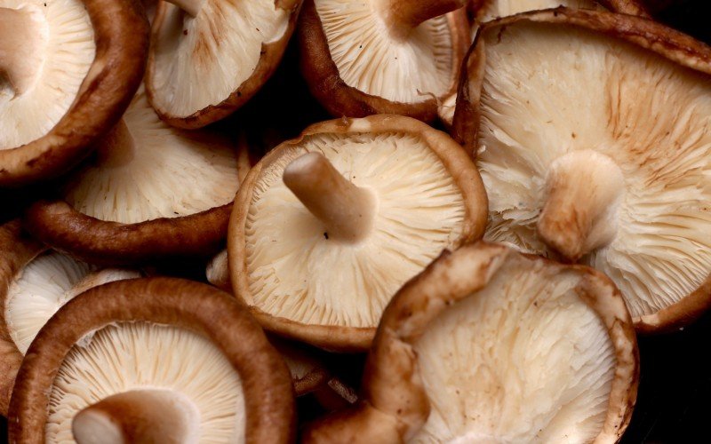 Cogumelo shiitake. Alguns tipos de cogumelo também têm quitina | Jornal NH