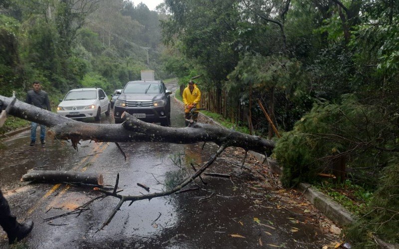 Árvore caiu e interrompeu trânsito na Estrada dos Ramires, em Sapucaia do Sul