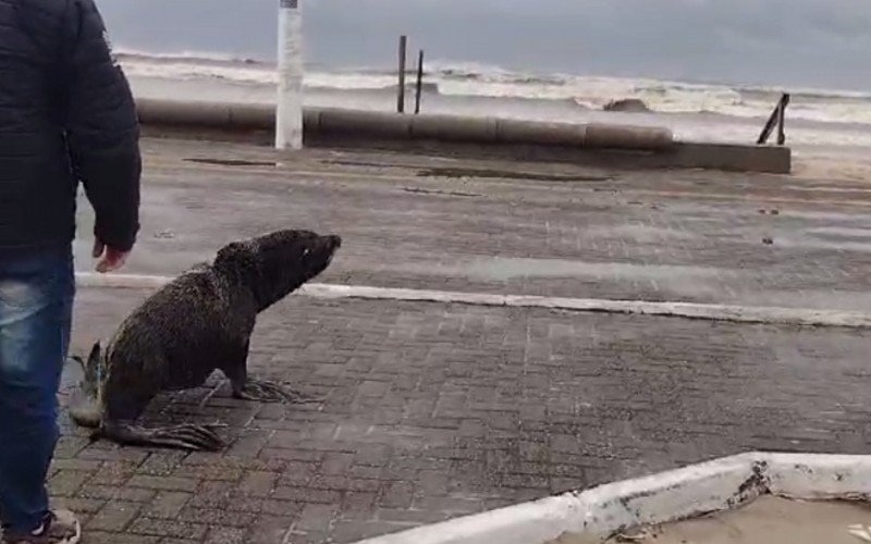 Lobo-marinho em Imbé na manhã desta quinta-feira | Jornal NH