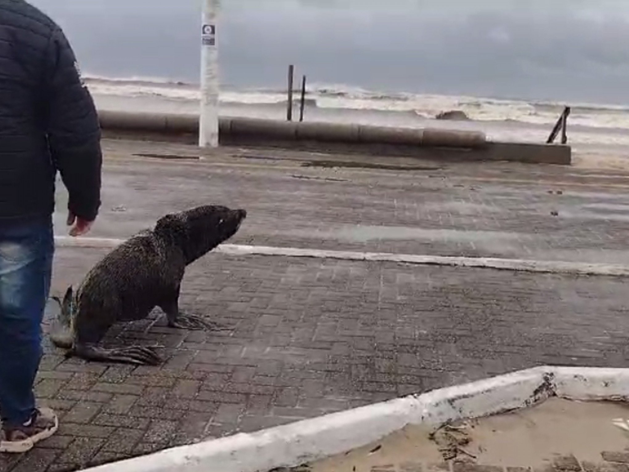 VÍDEO: Lobo-marinho descansa em praça antes de seguir caminho à Ilha dos Lobos, no litoral norte