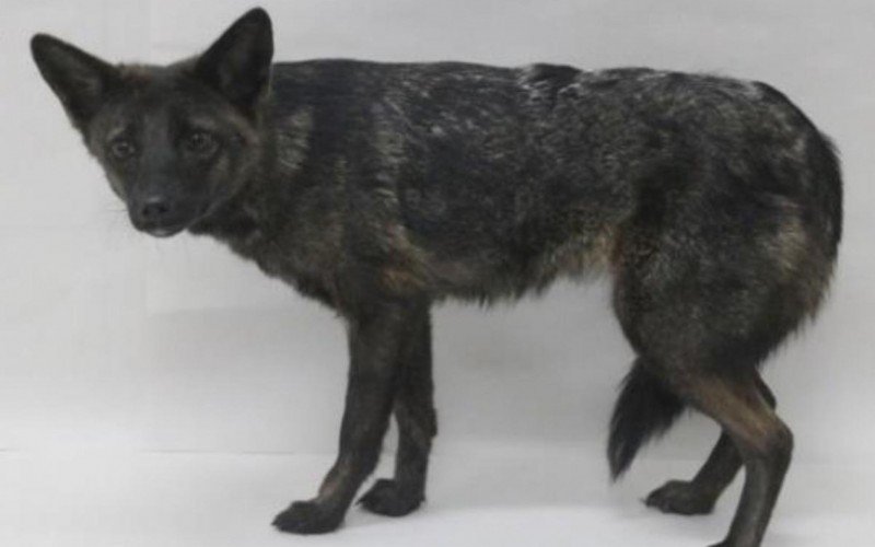 O misterioso animal híbrido de raposa e cão encontrado em estrada