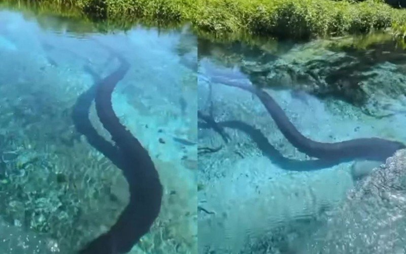 Sucuri, de aproximadamente 6 metros, é vista em passeio de barco | Jornal NH