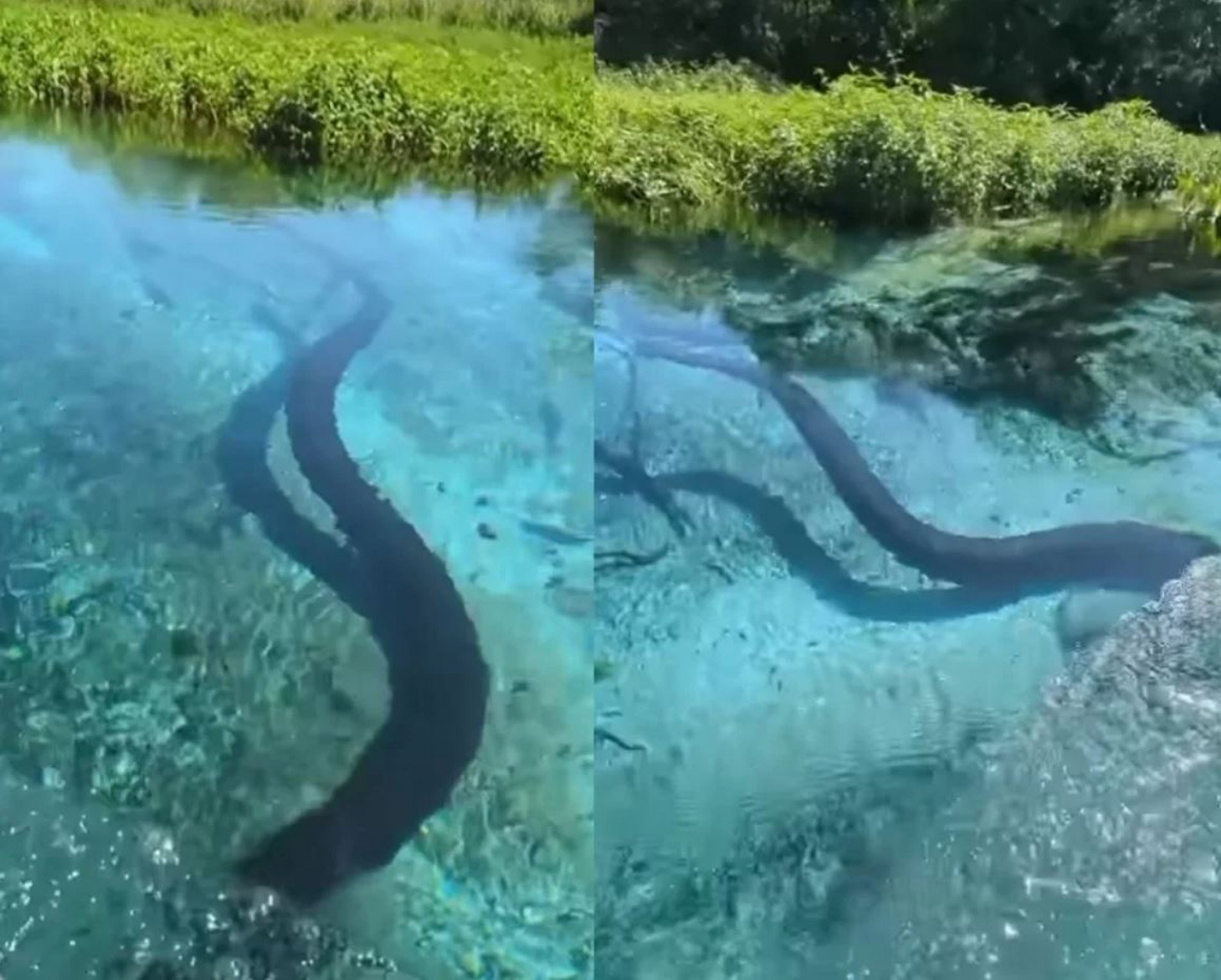 VÍDEO: Sucuri gigante é vista durante passeio de barco em águas cristalinas