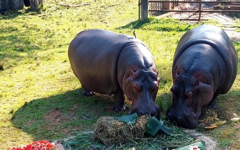 Hipopótamo fêmea, "Farroupilha" ganha festa de aniversário no Zoológico de Sapucaia do Sul