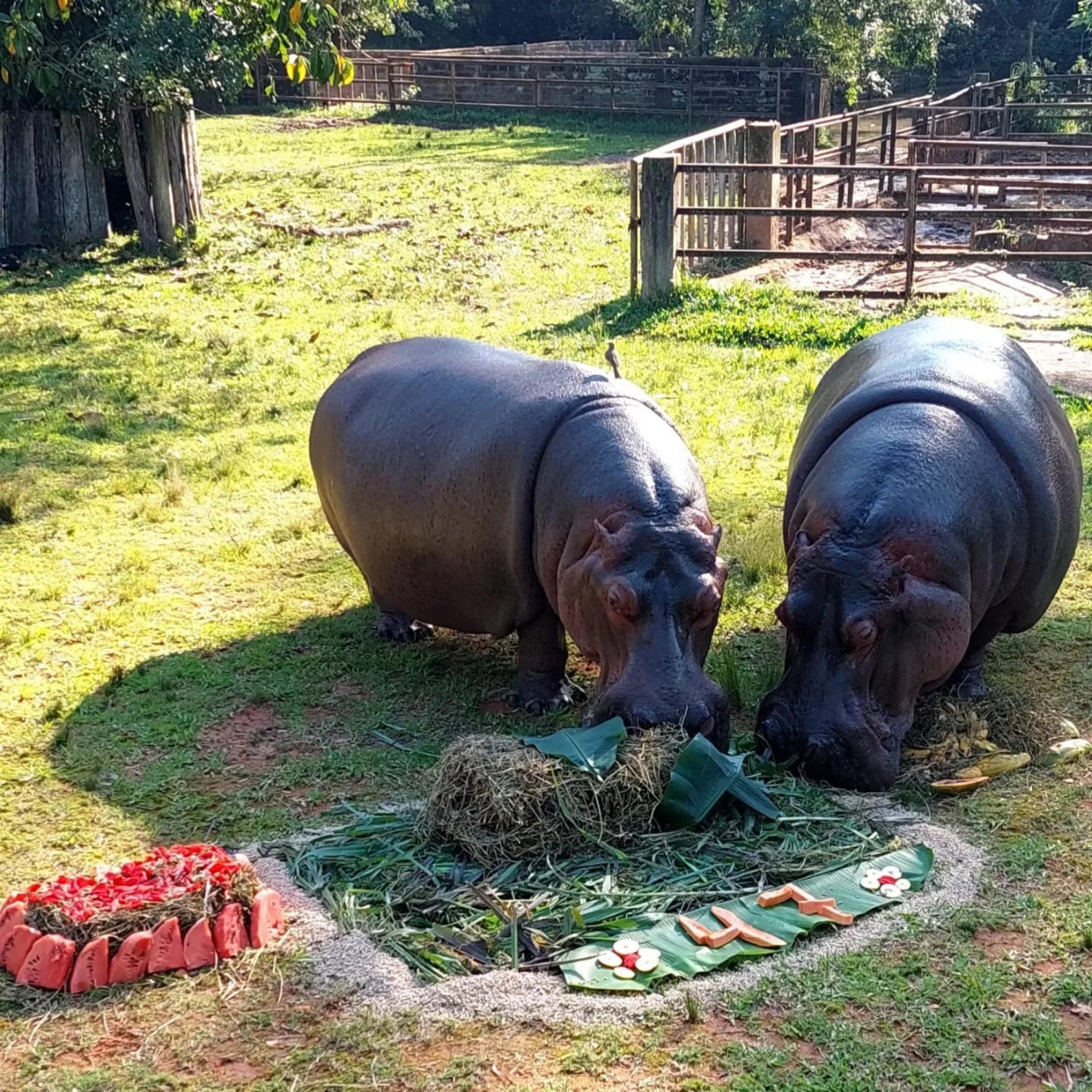 ComemoraÃ§Ã£o de 20 de setembro do aniversÃ¡rio da hipopÃ³tamo Farroupilha