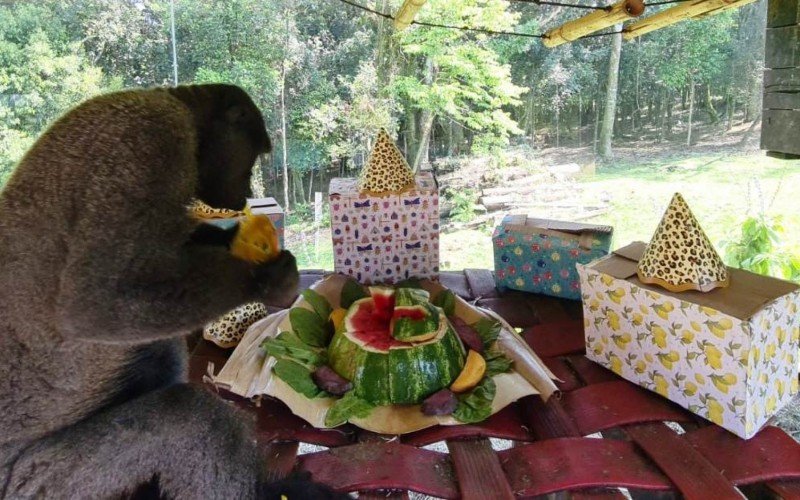 Macacos-barrigudos se deliciaram com bolo de melancia, manga e beterraba | Jornal NH