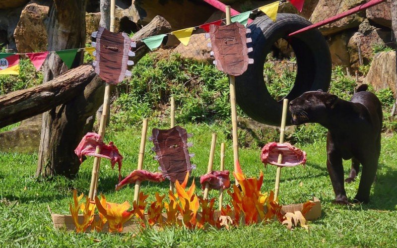 Onças receberam carne estaqueada em espeto de pau | Jornal NH
