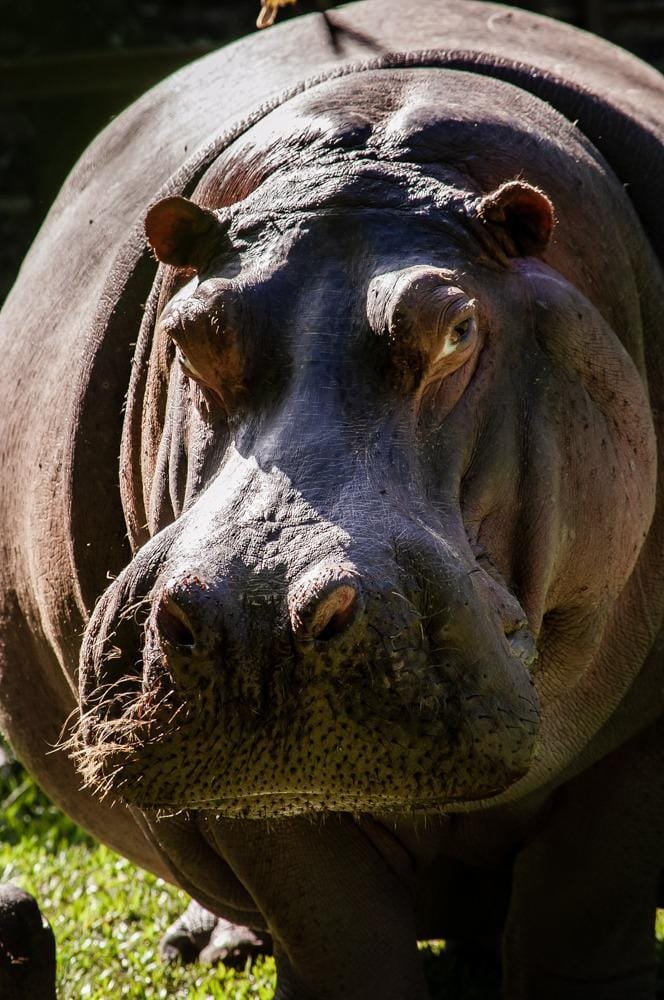 HipopÃ³tamo fÃªmea Farroupilha