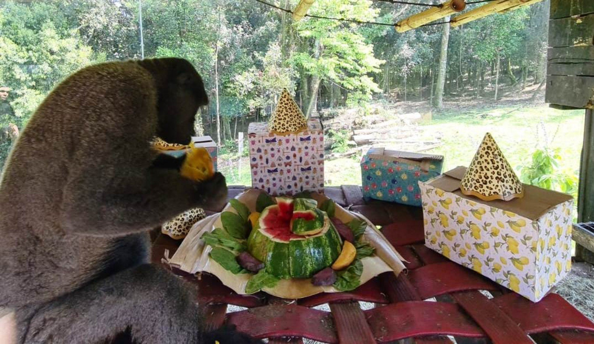 Zoológico da Serra dá "churrasco" para animais no Dia do Gaúcho