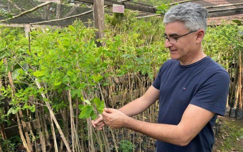 Décio Corrêa Marques, engenheiro agrônomo da Diretoria de Proteção Ambiental (DPA), maneja uma das mudas que estão para a doação | Jornal NH