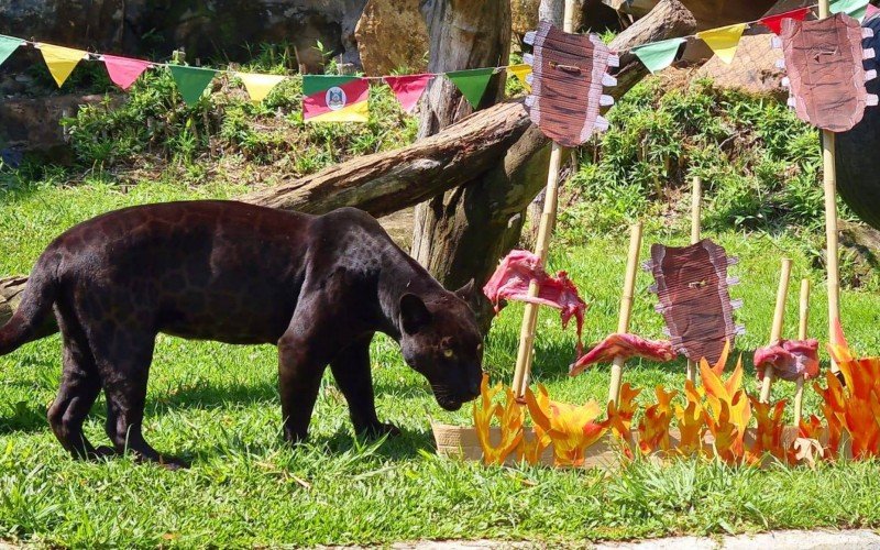 Alimentação especial