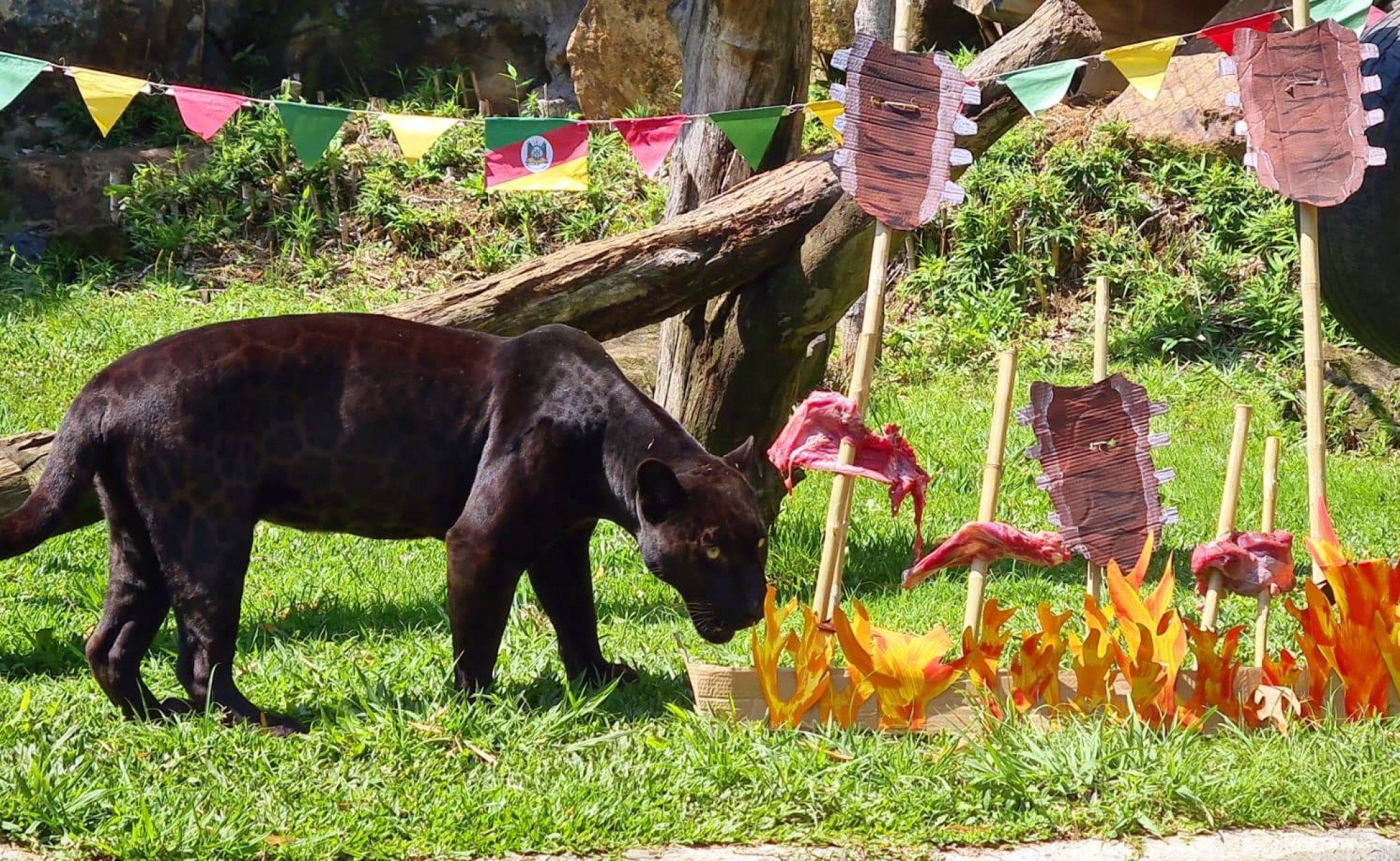 Zoo de Gramado comemora 15 anos com churrasco e bolo para os animais