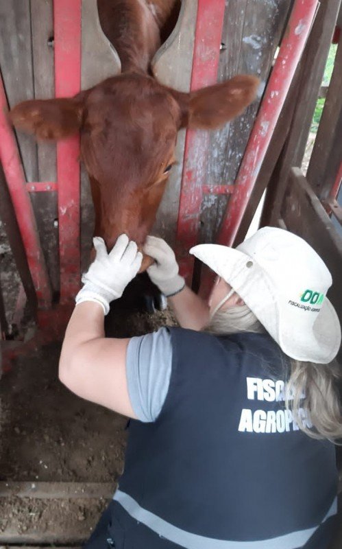 Médica veterinária Renata Marques atua na Inspetoria estadual que fica em Ivoti | abc+