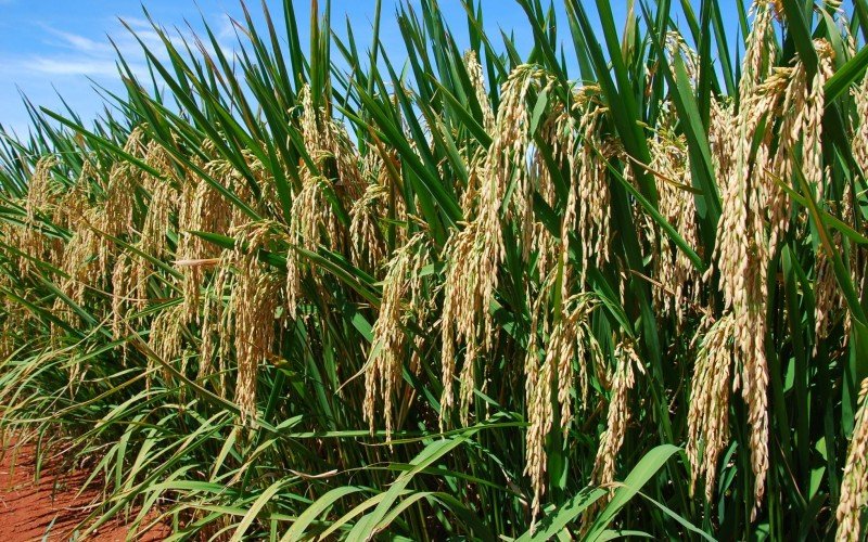 Compra de arroz importado será para abastecer comércios que vendam direto ao consumidor final | abc+