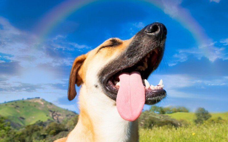 Cão aproveita dia de sol | Jornal NH