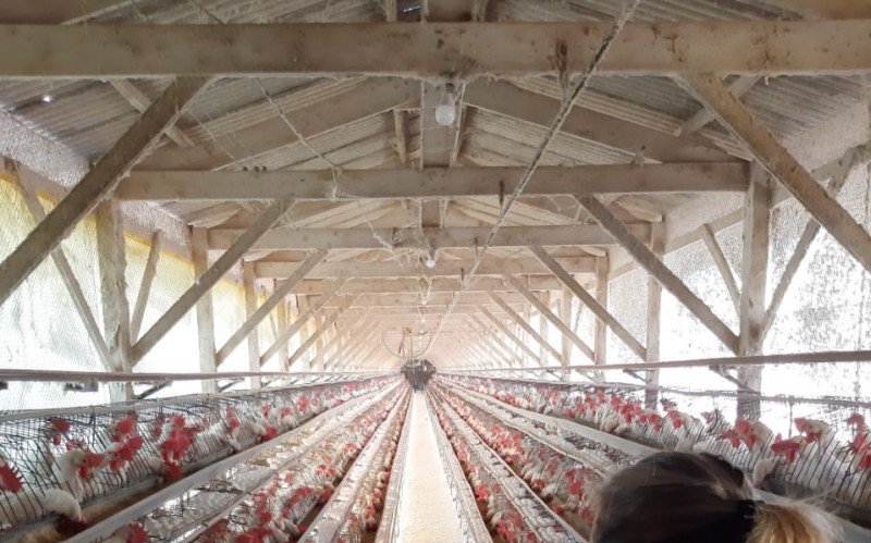 Gripe aviária: Saiba quantos países já retomaram importação de frango brasileiro