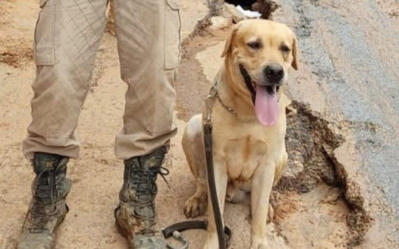 Cão farejador que ajudava nas buscas de vítimas da enchente no Vale do Taquari sofre acidente e morre | Jornal NH