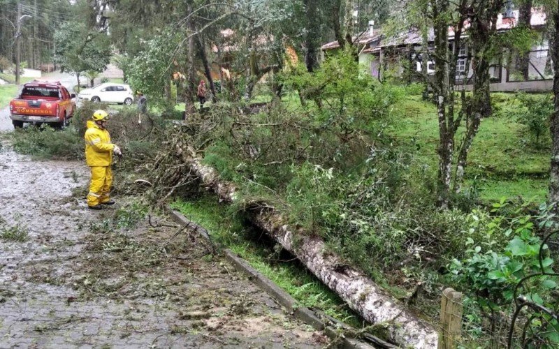 Quedas de árvores foram registradas após chuva intensa em Canela