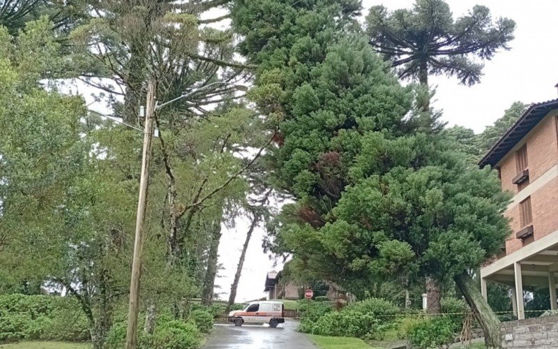 Rua Casa da Juventude, no Carrieri, está bloqueada por risco de queda de árvore 