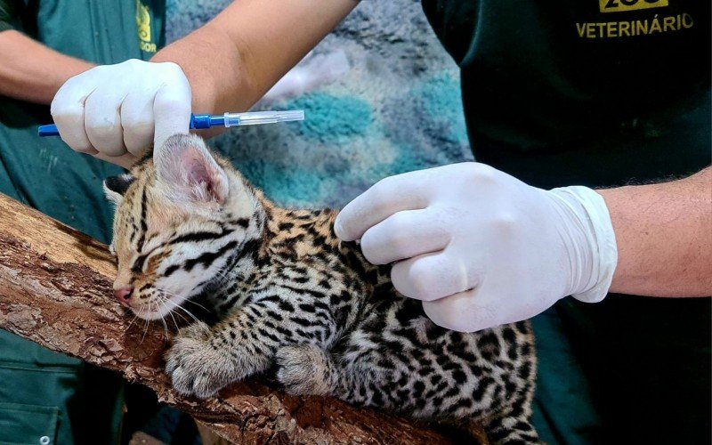 Filhote de jaguatirica passou por avaliação veterinária no Gramadozoo